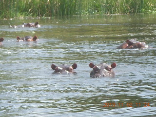 Uganda - Murcheson Falls National Park boat ride - hippos