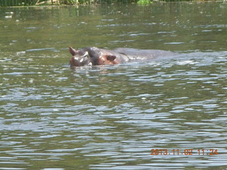 Uganda - Murcheson Falls National Park boat ride - Declan