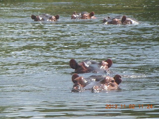 Uganda - Murcheson Falls National Park boat ride - hippos