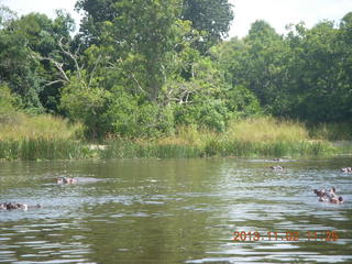 Uganda - Murcheson Falls National Park boat ride - hippos