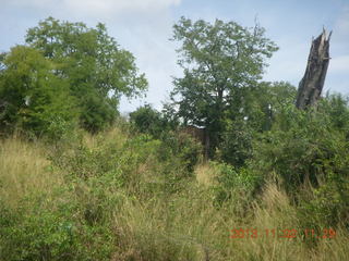 Uganda - Murcheson Falls National Park boat ride - hippopotamoi