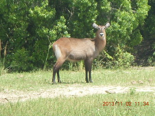 143 8f2. Uganda - Murcheson Falls National Park boat ride - antelope