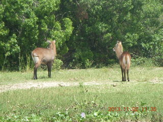 Uganda - Murcheson Falls National Park boat ride - antelopes