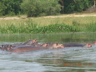 Uganda - Murcheson Falls National Park boat ride - hippos