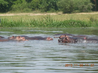 Uganda - Murcheson Falls National Park boat ride - hippos