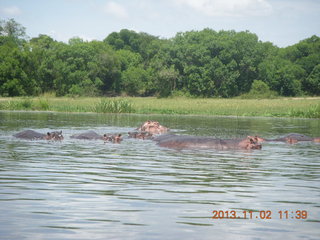 Uganda - Murcheson Falls National Park boat ride - hippopotamus