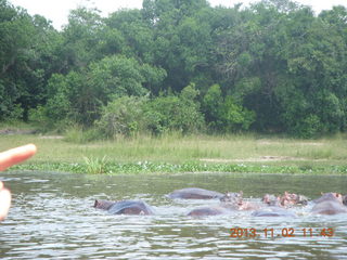 Uganda - Murcheson Falls National Park boat ride - hippos