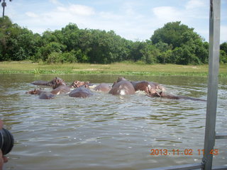 Uganda - Murcheson Falls National Park boat ride - hippos