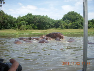 Uganda - Murcheson Falls National Park boat ride - hippos