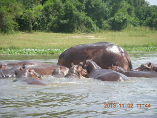 Uganda - Murcheson Falls National Park boat ride - hippos