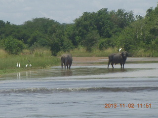 Uganda - Murcheson Falls National Park boat ride - water buffalo