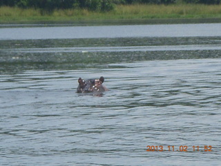 Uganda - Murcheson Falls National Park boat ride - hippos