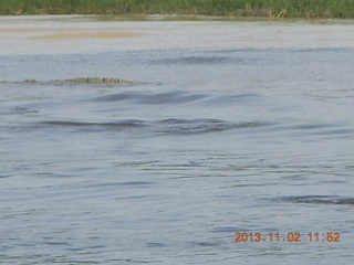 Uganda - Murcheson Falls National Park boat ride - hippos