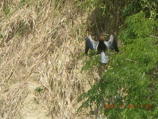 Uganda - Murcheson Falls National Park boat ride - hippos