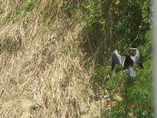 Uganda - Murcheson Falls National Park boat ride - bird