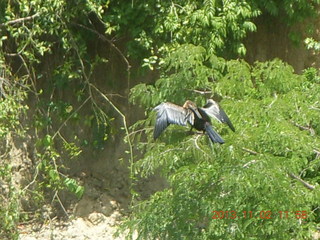 162 8f2. Uganda - Murcheson Falls National Park boat ride - bird