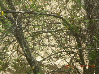 169 8f2. Uganda - Murcheson Falls National Park boat ride - bird in tree