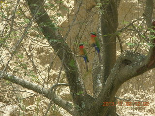 Uganda - Murcheson Falls National Park boat ride - bird in tree