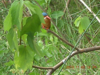 Uganda - Murcheson Falls National Park boat ride - bird in tree