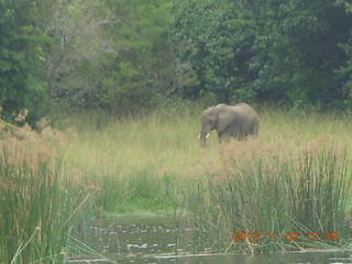 Uganda - Murcheson Falls National Park boat ride - elephant