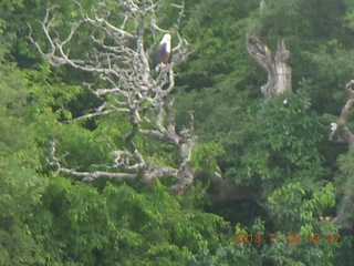 Uganda - Murcheson Falls National Park boat ride - fractal-style water