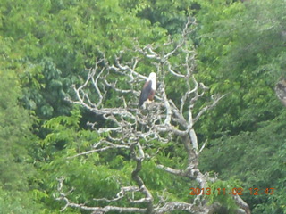 Uganda - Murcheson Falls National Park boat ride - fractal style water