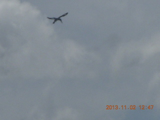 Uganda - Murcheson Falls National Park boat ride - bird in flight