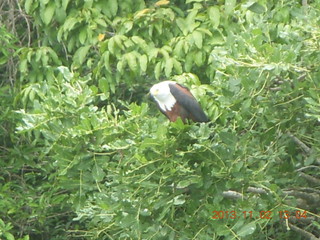 236 8f2. Uganda - Murcheson Falls National Park boat ride - eagle