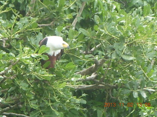 Uganda - Murcheson Falls National Park boat ride - eagle