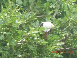 Uganda - Murcheson Falls National Park boat ride - eagle