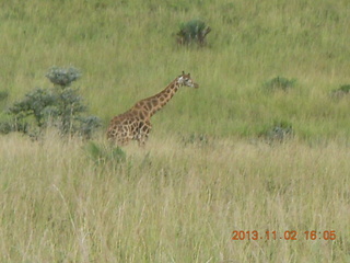 Uganda - Murcheson Falls National Park - Caution Wild Animals sign