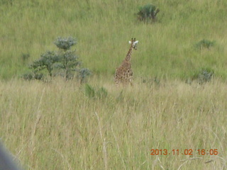 Uganda - Murcheson Falls National Park