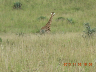 Uganda - Murcheson Falls National Park