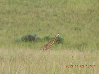 Uganda - bus ride back to Chobe Safari Resort - giraffe