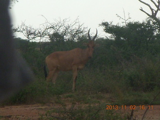 Uganda - Murcheson Falls National Park info