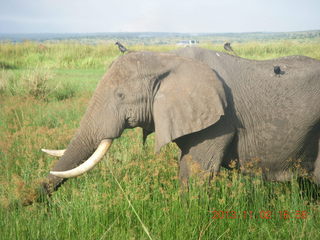 Uganda - Murcheson Falls National Park - Bill S