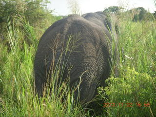 Uganda - bus ride back to Chobe Safari Resort - giraffe