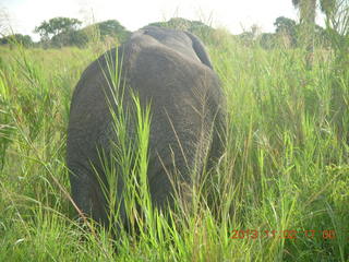 Uganda - bus ride back to Chobe Safari Resort - giraffe