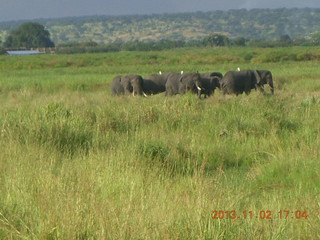 Uganda - bus ride back to Chobe Safari Resort -giraffe