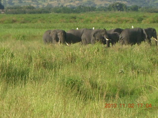 Uganda - bus ride back to Chobe Safari Resort - giraffe