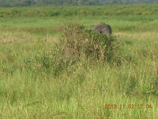 Uganda - bus ride back to Chobe Safari Resort - giraffe