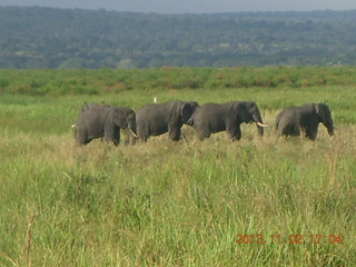 Uganda - bus ride back to Chobe Safari Resort - giraffe