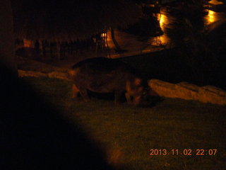 Uganda - Chobe Safari Resort - night picture of hippopotamus