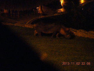 Uganda - Chobe Safari Resort - night picture of hippopotamus