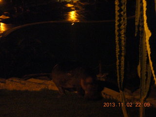 Uganda - Chobe Safari Resort - night picture of hippopotamus