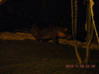 Uganda - Chobe Safari Resort - night picture of hippopotamus