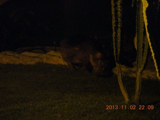 Uganda - Chobe Safari Resort - night picture of hippopotamus