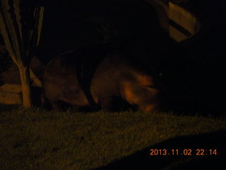 Uganda - Chobe Safari Resort - night picture of hippopotamus