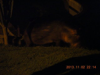 330 8f2. Uganda - Chobe Safari Resort - night picture of hippopotamus