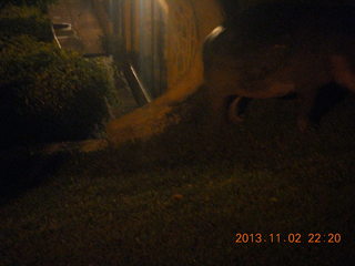 Uganda - Chobe Safari Resort - night picture of hippopotamus